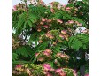 Albizia julibrissin (Arborele de mătase)